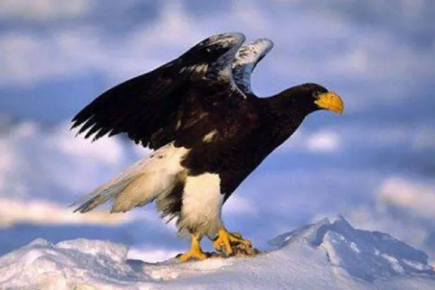 نفوق 80 % من الطيور الجارحة في سيبيريا