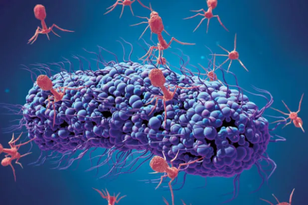 فيروسات فتاكة مضادة للبكتيريا المقاومة