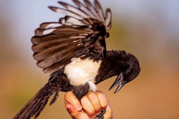 «أرامكو» السعودية تدعم مشروعاً للحد من انقراض طائر «العقعق العسيري»