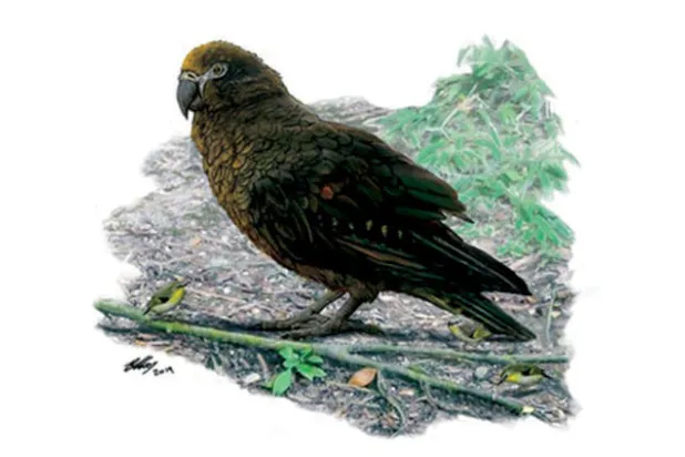 اكتشاف ببغاء ضخم كان يعيش في نيوزيلندا منذ 20 مليون عام