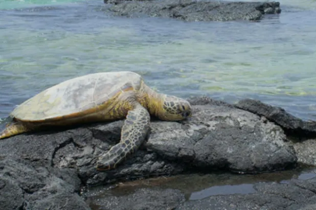 سلحفاة نافقة تلقي الضوء على أضرار المواد البلاستيكية