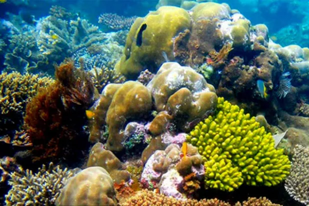 موجات الحر البحرية تمثل تهديداً للشعب المرجانية أكبر مما يعتقد