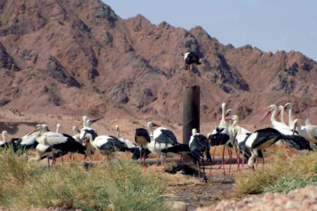 المحميات الطبيعية المصرية تعد من أهم محطات عبور الطيور المهاجرة في العالم (الشرق الأوسط)