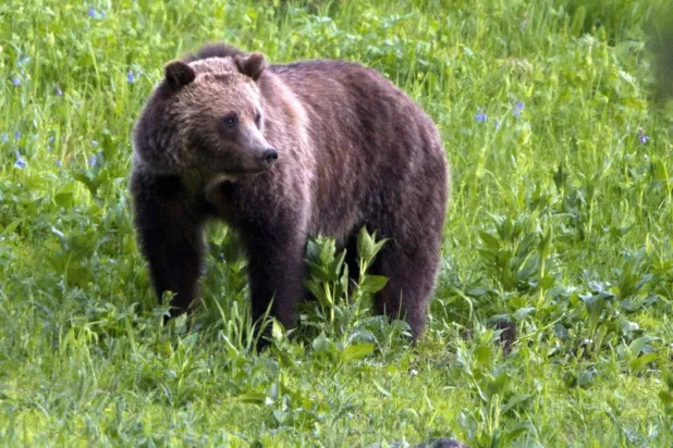 Hungry Bear Eats Man Alive in Khabarovsk 