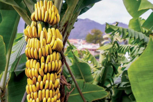 استخدام تقنيات ذكية لحماية محاصيل مزارعي الموز