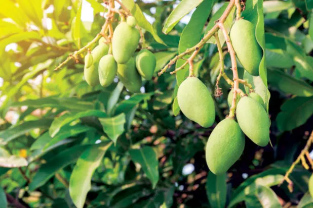 المانجو... فاكهة الصيف المدهشة بفوائدها الغذائية والصحية