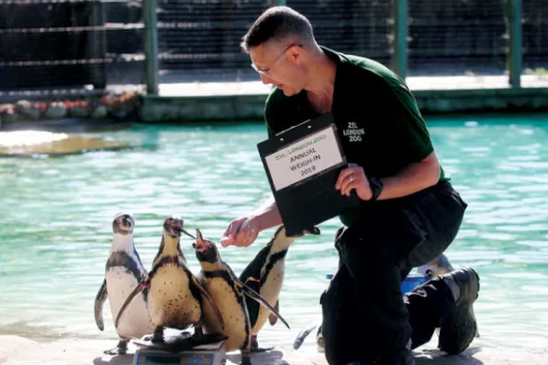 موظف بالحديقة يسجل بيانات وزن البطريق (أ.ف.ب)