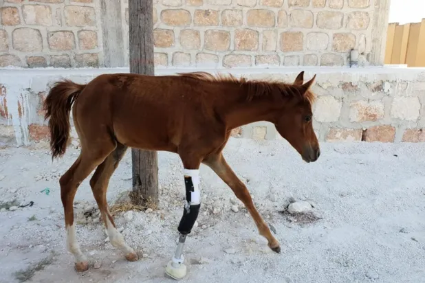 İnsanlık, ‘Suriye’nin kısrağına’ adımlarını geri veriyor