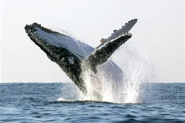 الحيتان الحدباء تتجمع سنوياً في «مسابقة غنائية» شمال نيوزيلندا