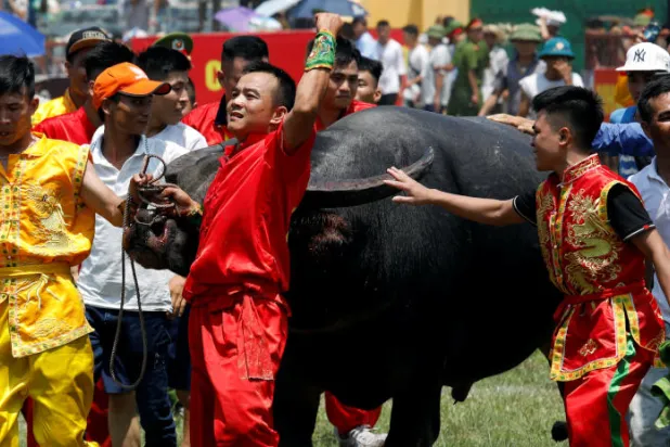 صور... مصارعة «جاموس الماء» الفيتنامية تجتذب الآلاف