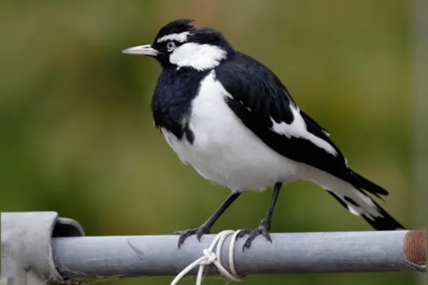 طائر «عقعق» يقتل دراجاً مسناً في سيدني