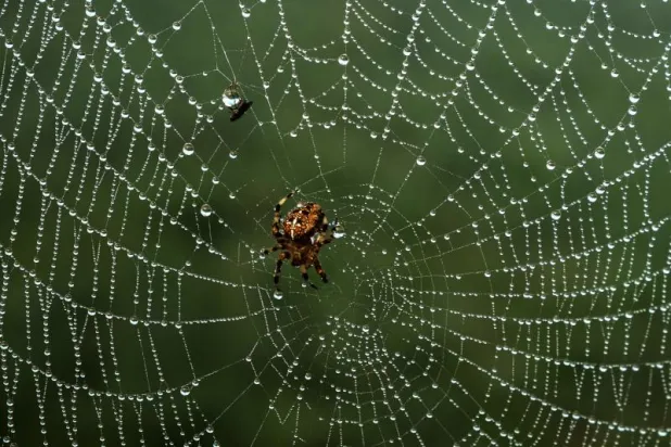 لماذا لا يجب عليك قتل العناكب في منزلك؟