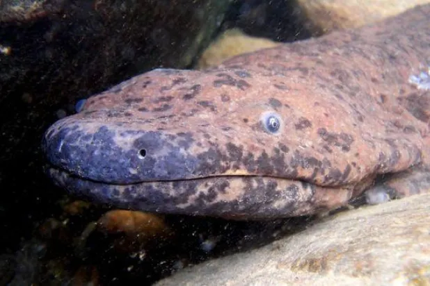 اكتشاف أكبر حيوان برمائي في العالم