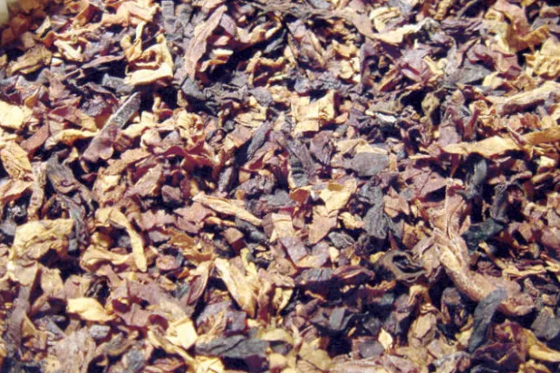 ألمان ينتجون تبغاً شبه خالٍ من النيكوتين