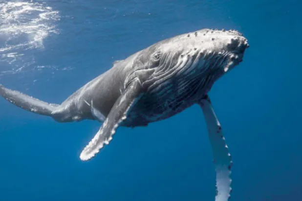تراجع أعداد الحيتان الحدباء في بحار روسيا يثير قلق العلماء