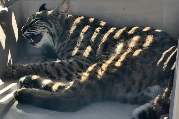 انتقادات لأميركية وضعت قطاً برياً مفترساً بجوار طفلها في السيارة