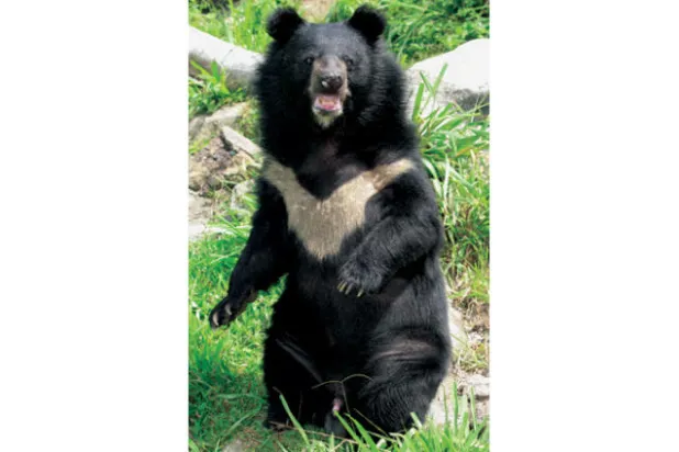 إنقاذ 7 من دببة القمر في فيتنام بعد بقائها في الأسر 17 عاماً