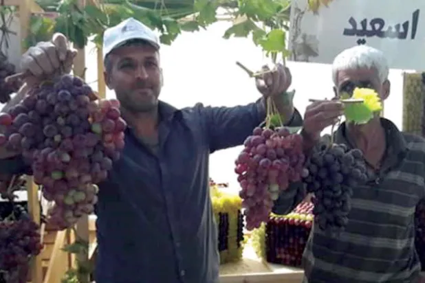 مزارعون يحملون قطوف العنب في المهرجان