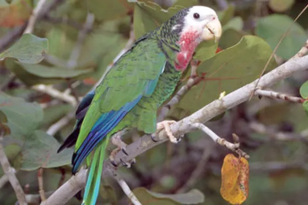 أحد الطيور المعرضة للانقراض