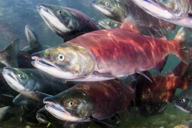 13 نوعاً من أسماك السالمون على قائمة الكائنات المهدَّدة بالانقراض