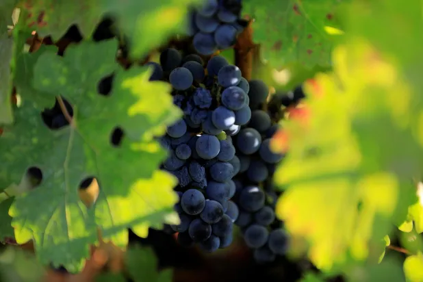 Lebanon’s Agriculture Sector Falls Victim to Smuggling, High Export Tariffs