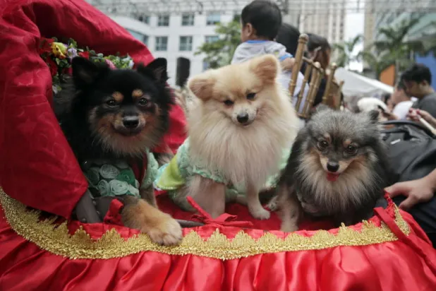 الكلاب تقلّل خطر وفاة أصحابها مبكراً بنسبة 24 %