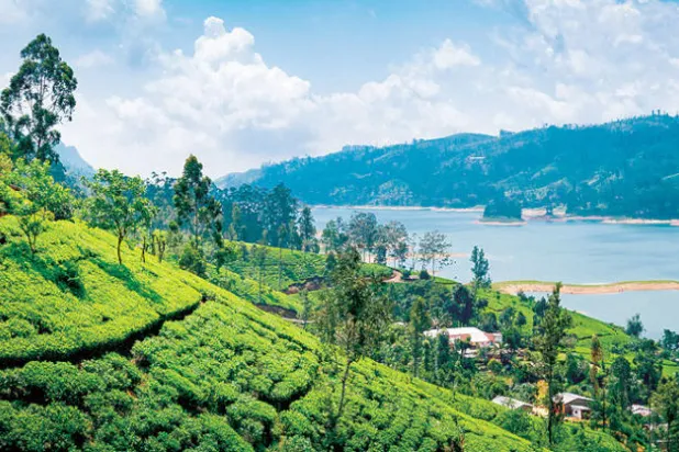 منظر لمزارع الشاي بالقرب من أنورادابورا