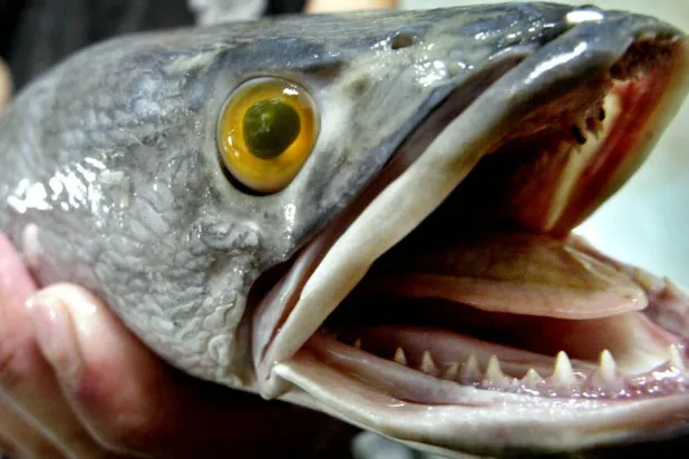 اكتشاف سمكة يمكنها العيش على اليابسة لمدة 4 أيام