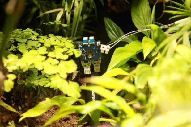 «بيتي»... أول نبتة تلتقط «سيلفي» بالعالم