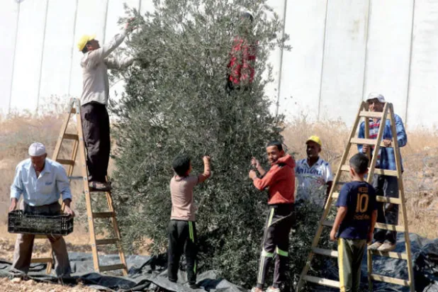 موسم «قطف الزيتون» يُطلّ بالخير والبركة على أهل فلسطين
