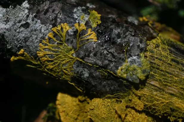 بالفيديو... كائن حي غامض بلا فم أو عيون يحيّر العلماء