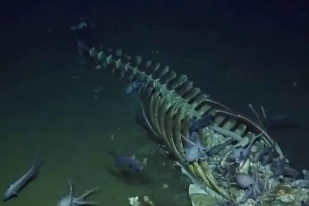 بالفيديو... لقطات نادرة لكائنات بحرية تلتهم بقايا حوت في الأعماق