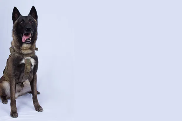Bağdadi'nin öldürülmesi operasyonunda kullanılan köpeğin adı, özellikleri ve rütbesi ne?