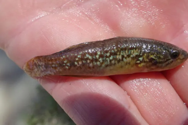 سمكة غودغين البنفسجية المنقطة