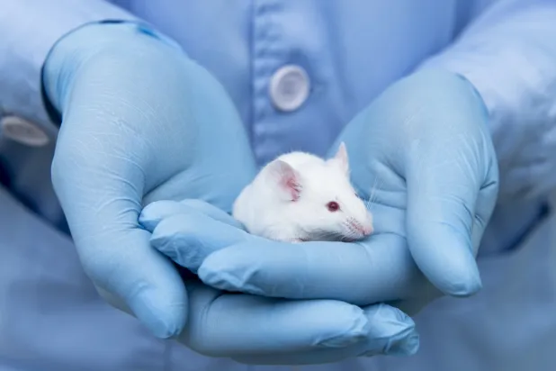 Early Detection of Cancer With Help of Mice
