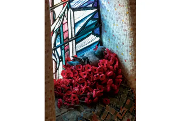 حمامة تسرق زهور خشخاش وتبني عشاً في قبر الجندي المجهول