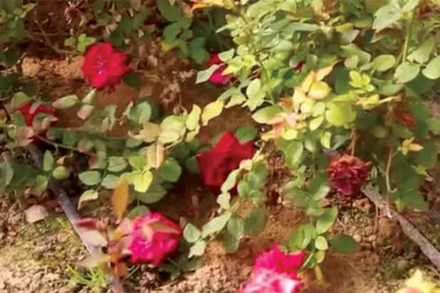 ورود في إحدى المزارع بمدينة رفح (الشرق الأوسط)