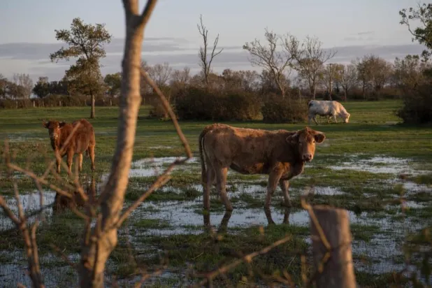 العثور على ثلاث أبقار حية جرفها إعصار وأطاح بها في البحر