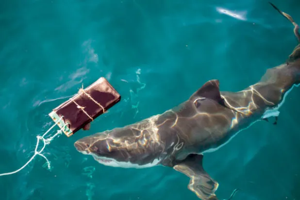 بذلة واقية من عضة سمك القرش