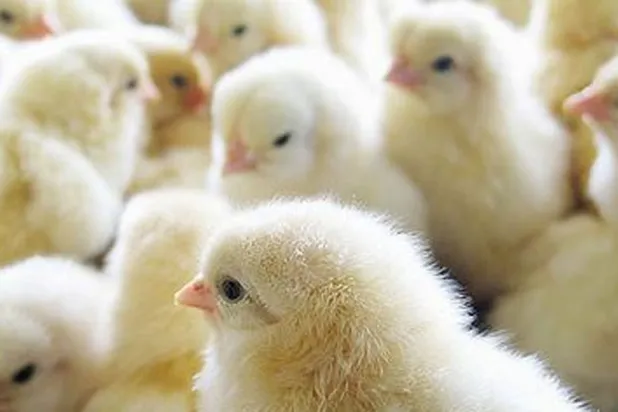 «الكتاكيت» لصرف التلاميذ عن الهواتف الخلوية في إندونيسيا