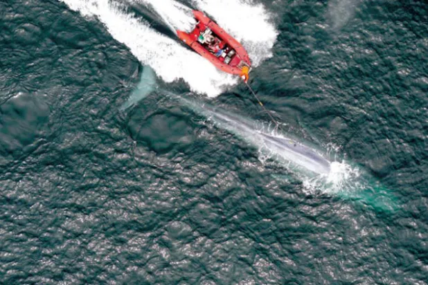 تسجيل معدلات ضربات قلب الحوت الأزرق لأول مرة