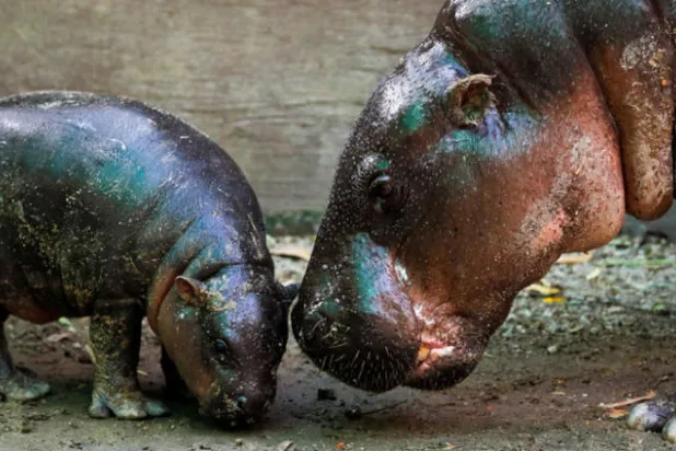 حديقة حيوان في تايلاند تشرك الزوار في تسمية صغير لفرس النهر