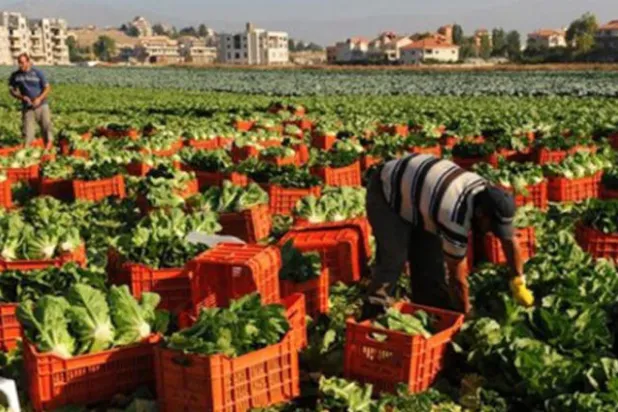 إعفاء الصادرات الزراعية السودانية من الرسوم والضرائب