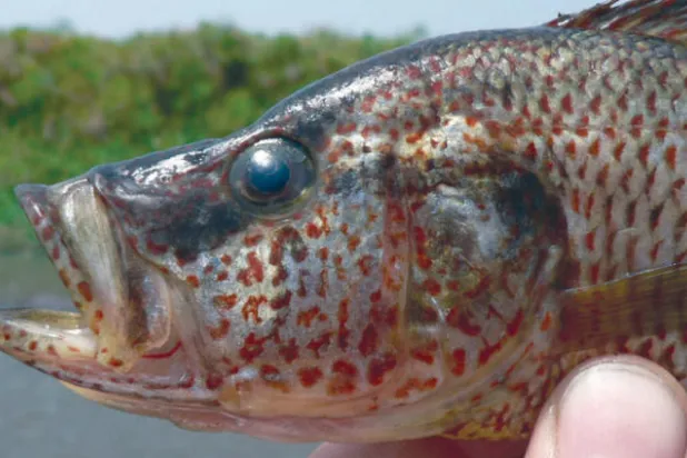 لون الذكر قد يدفع أنثى السمك للتزاوج من خارج نوعها