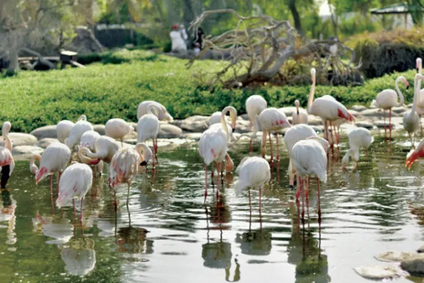 تعتبر البحيرة والمناطق المحيطة بها محطة مهمة في مسيرة مئات الآلاف من أنواع الطيور المهاجرة والحيوانات