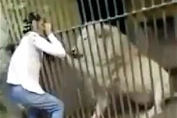 بالفيديو... أسد ينهش ذراع حارسه أمام أعين الزوار بحديقة حيوانات