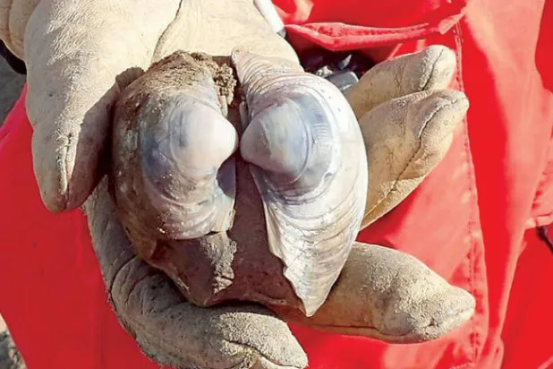 «أصداف» عمرها ملايين السنين تحذّر من التغيرات المناخية الحالية