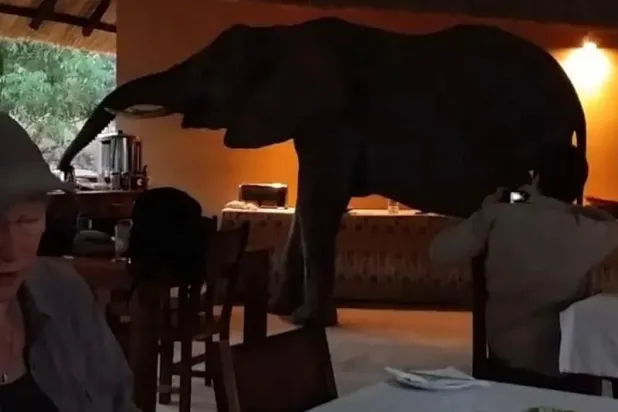 بالفيديو... أفيال تقتحم قاعة طعام بفندق وتشارك النزلاء الإفطار