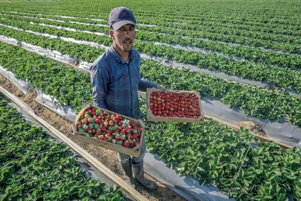 جني محصول الفراولة في مزارع بيت لاهيا شمال قطاع غزة على الحدود مع إسرائيل (إ.ب.أ)