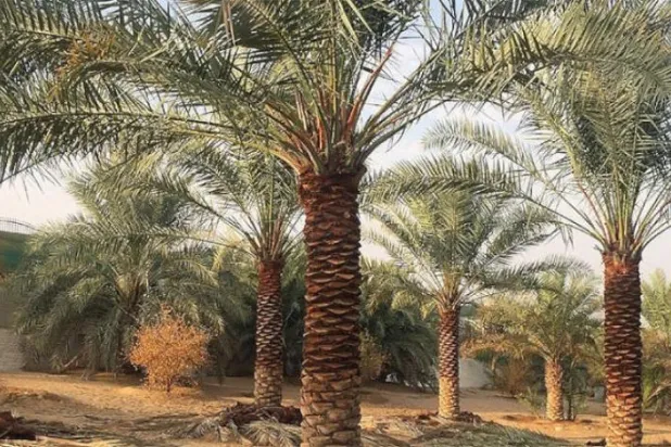 «نخل» به عنوان میراث عربی ناملموس در فهرست یونسکو ثبت شد 